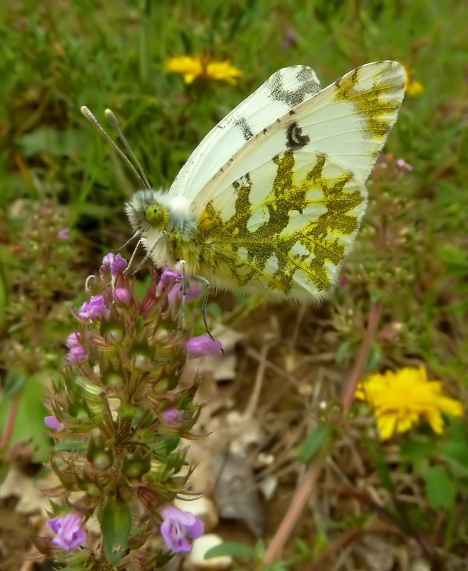 Euchloe sp da determinare